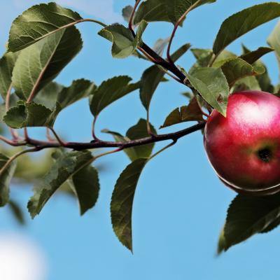 Appels aan boom